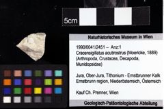 Foto (Objket + Etiketten) von Cracensigillatus acutirostrus (Moericke, 1889) 